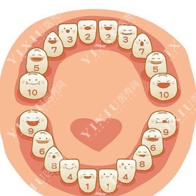 牙齿排列示意图图片