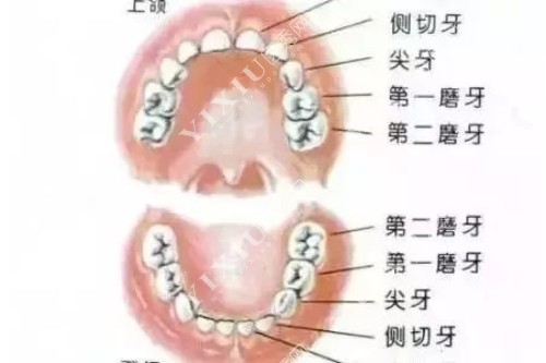 儿童乳牙名称示意图