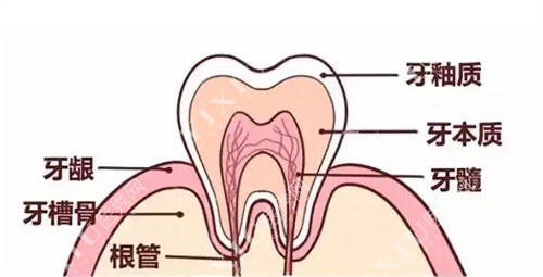 牙齿结构图