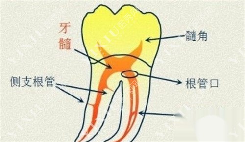 牙齿结构图