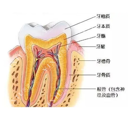 牙齿结构图