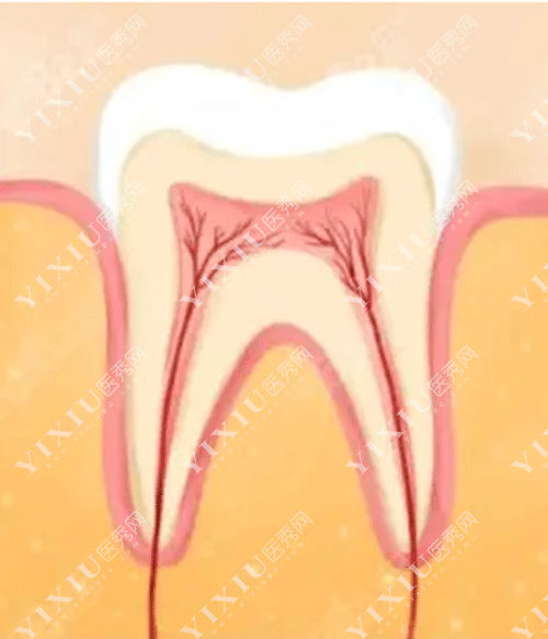 牙齿里有牙神经
