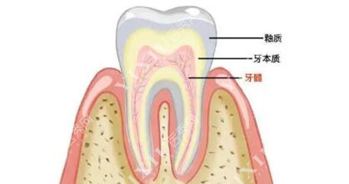 牙齿结构部位展示