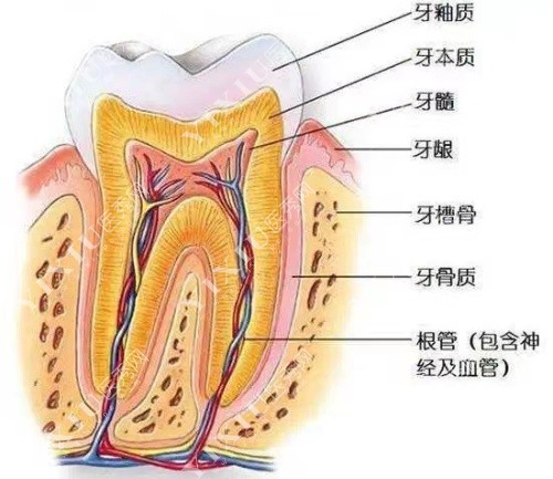 徐州诺恩口腔牙齿构造图