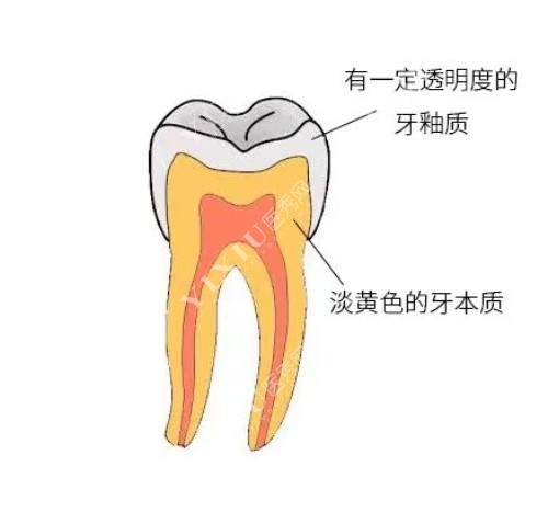 常州曙光整形口腔医院牙齿构造图