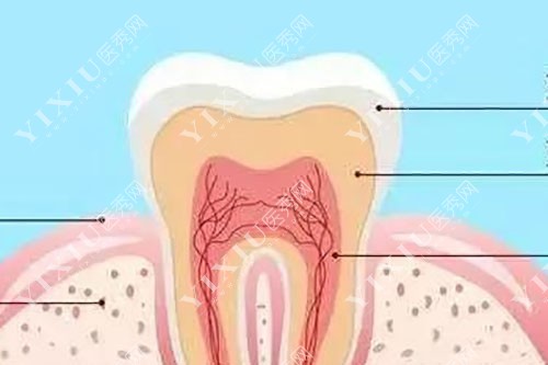 牙齿不同层次示意图