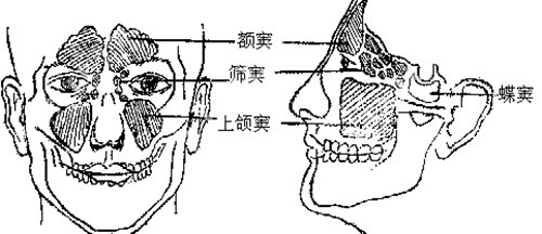 上颌窦位置示意图