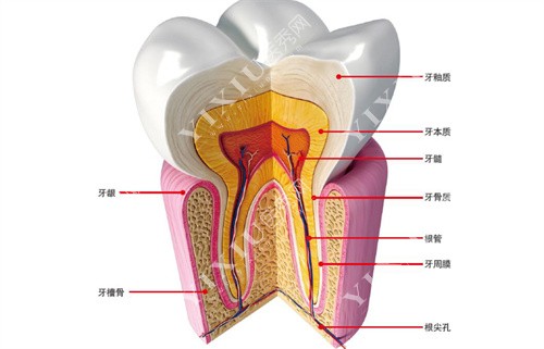 牙齿内部结构组成图