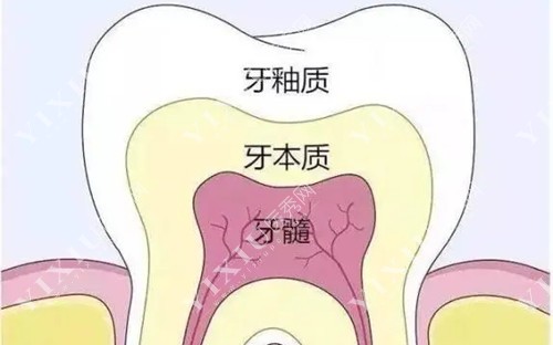 牙齿内部层次结构示意图