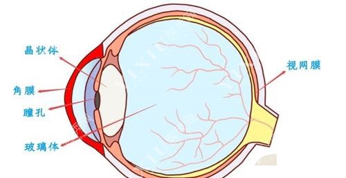 眼球卡通动画示意图