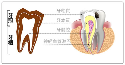 牙齿的结构