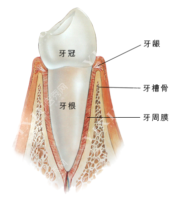 牙齿结构