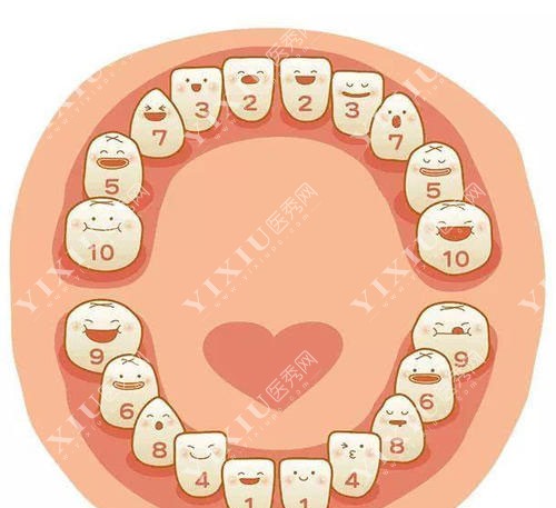 口腔牙齿数字排序示意图