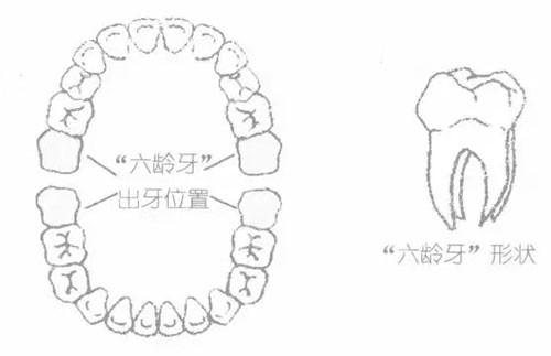 儿童六龄齿位置图片