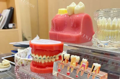 口腔医院牙齿模型图