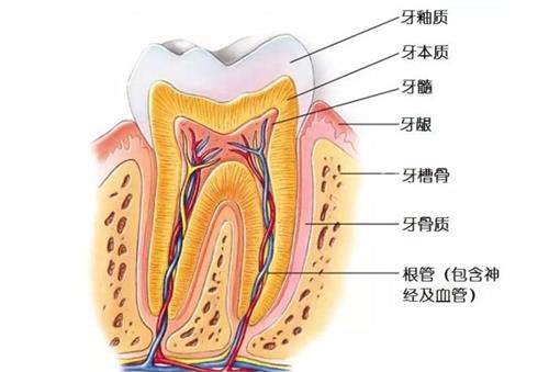 杀牙神经两天后悔了？5大超实用急救方法解燃眉之急(图1)