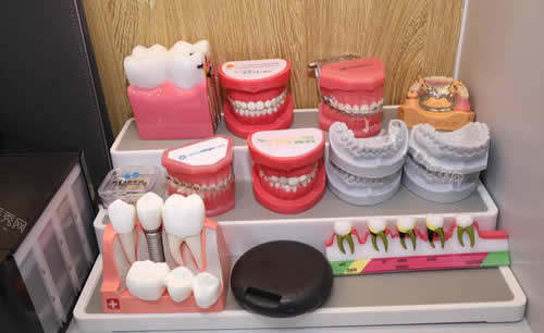 口腔医院牙齿模型实拍图