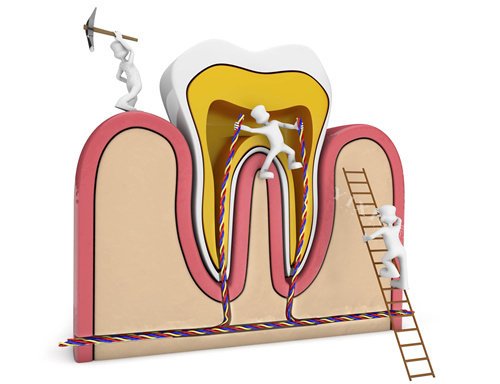 牙齿内部结构图