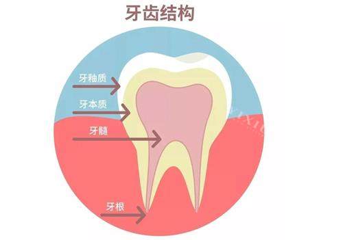牙齿的结构示意图展示照片