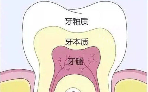 牙齿不同层次卡通示意图