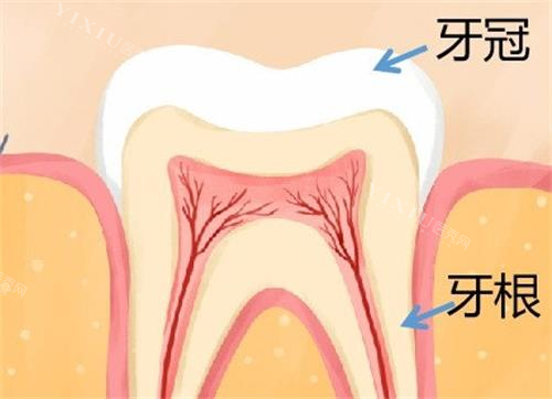 s800牙根的动漫图