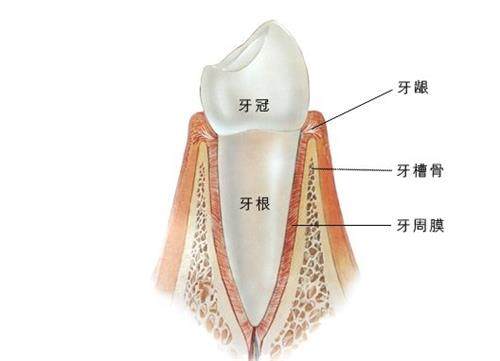 牙根的位置