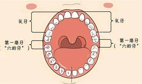 六龄齿示意图
