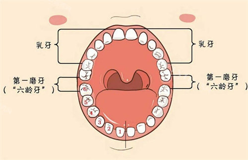 六龄牙示意图
