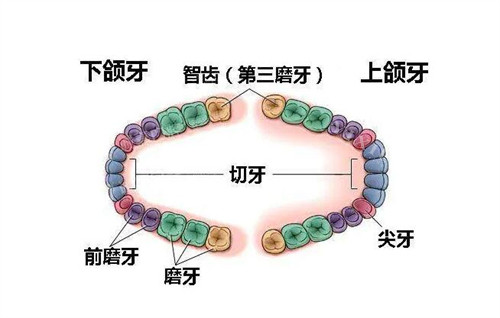 正常32颗牙齿照片展示图