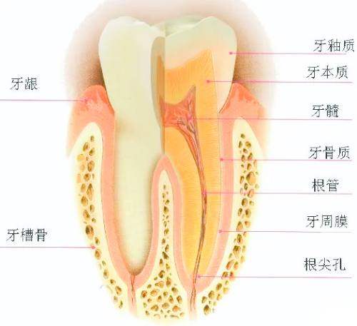 牙齿横切面卡通图