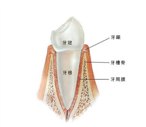 牙齿结构展示图