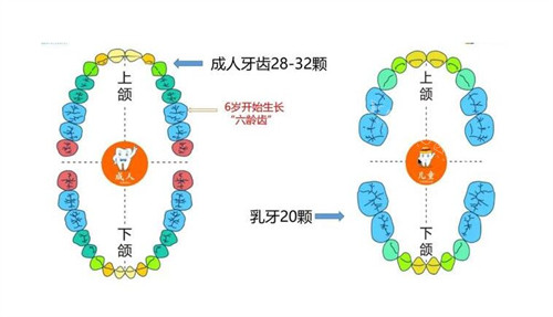 成人和儿童牙齿有哪些不同