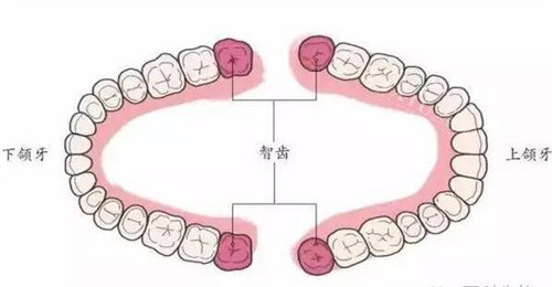 正常32颗牙齿全图