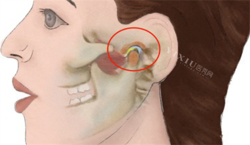 颞下颌关节位置图示