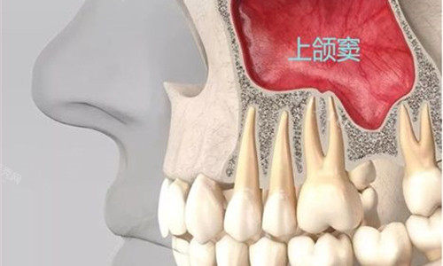 牙齿内部展示图