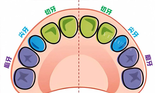 宝宝牙齿分布图