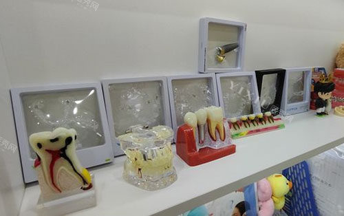 广州牙德堡口腔牙齿模型展示