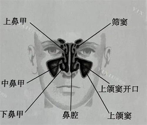 鼻部结构组织上颌窦等位置示意图