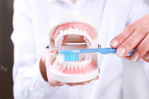 牙齿模型放大图