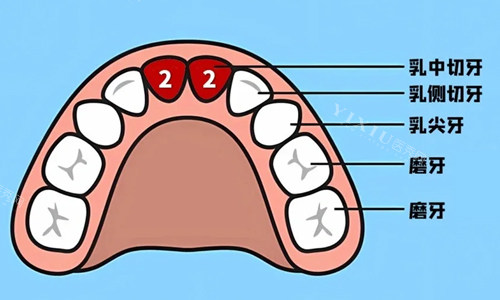 乳牙牙位展示