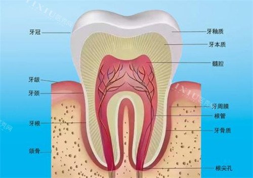 牙齿结构有哪些