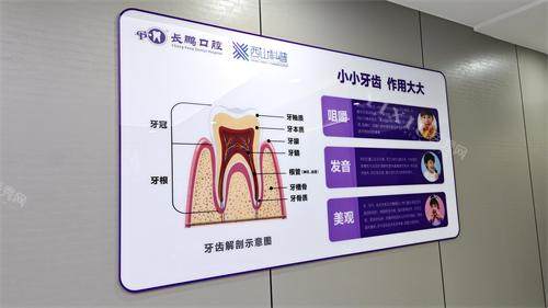 昆明长鹏口腔（兴苑店）牙齿解剖示意图