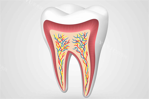 牙釉质牙齿结构图