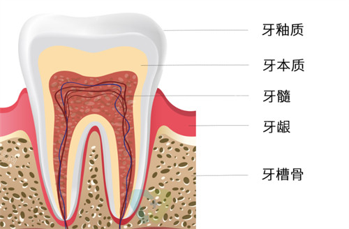 牙齿构成有哪些